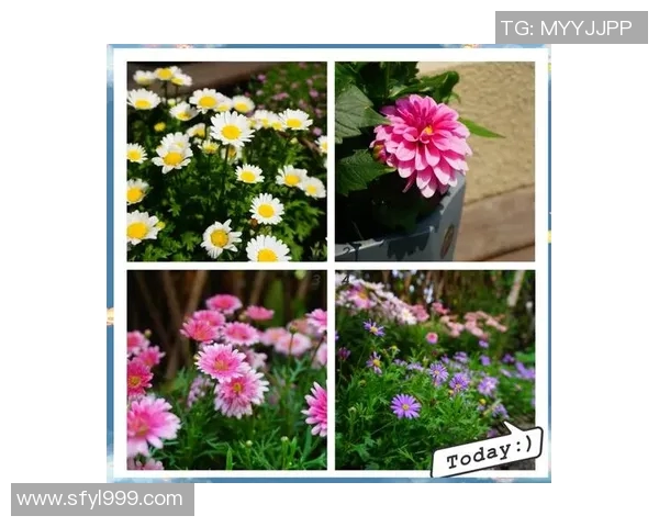 花卉种植技巧与养护方法全面解析,打造美丽花园的实用指南 花卉种植技巧与养护方法全面解析,打造美丽花园的实用指南